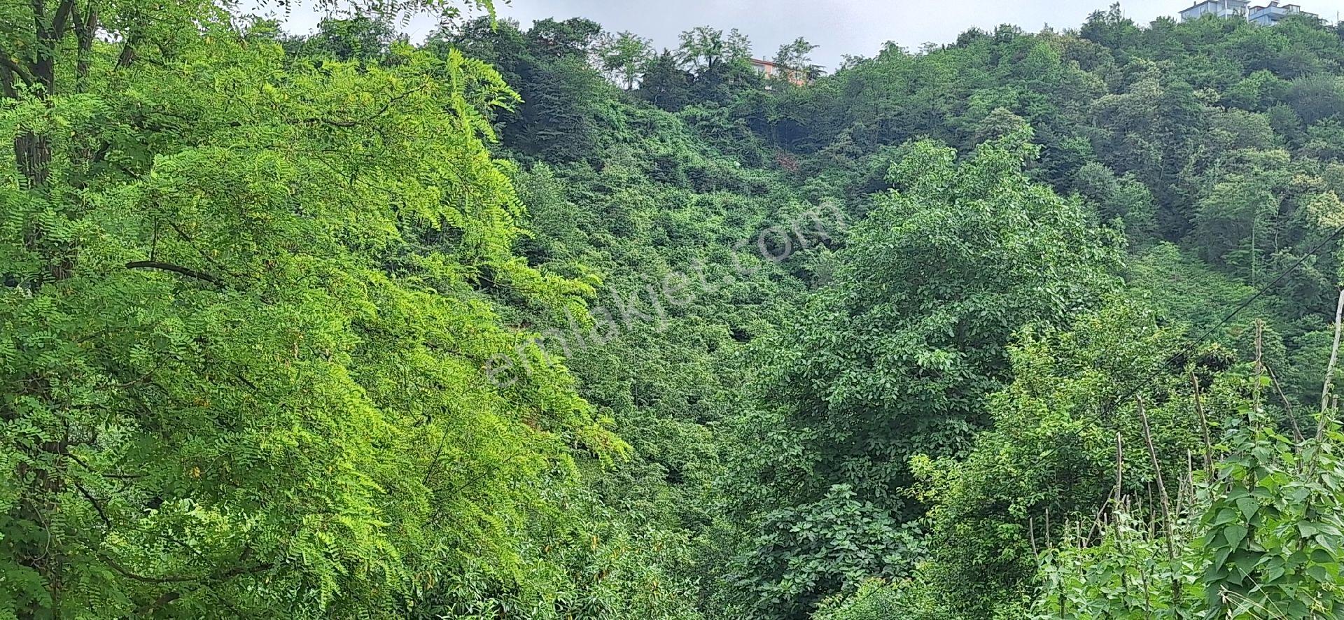Şahinoǧlu Emlaktan Akçaabat Uğurlu'da 4.000 M2. Çok Uygun Fındıklık - Görsel 15