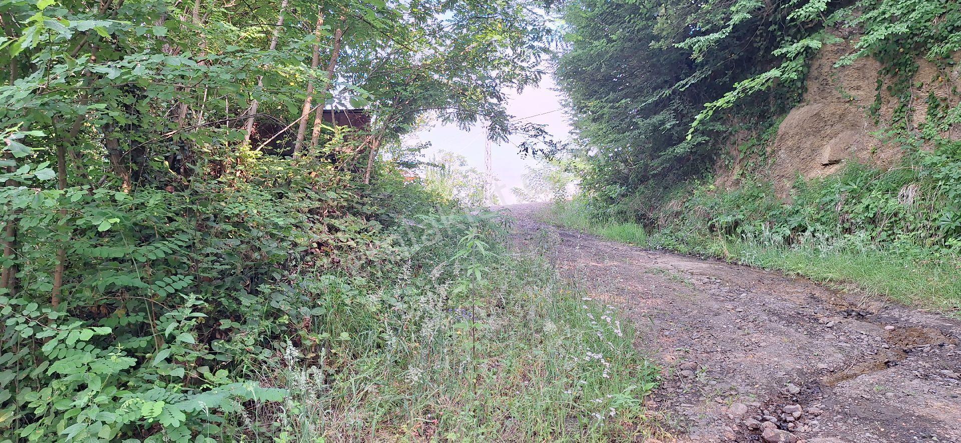 Şahinoǧlu Emlaktan Akçaabat Uğurlu'da 4.000 M2. Çok Uygun Fındıklık - Görsel 3