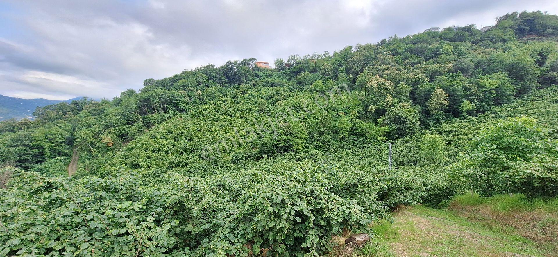 Şahinoǧlu Emlaktan Akçaabat Uğurlu'da 4.000 M2. Çok Uygun Fındıklık - Görsel 16