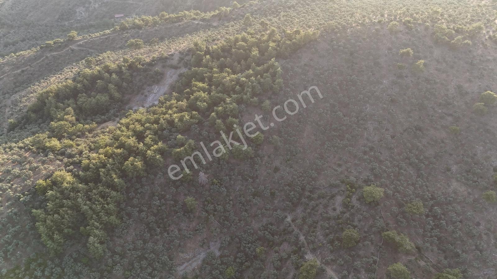 Doğadan Milas Derince Yolu Olan Bakımlı Zeytinlik - Görsel 7