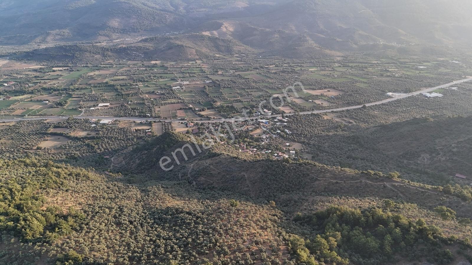 Doğadan Milas Derince Yolu Olan Bakımlı Zeytinlik - Görsel 4