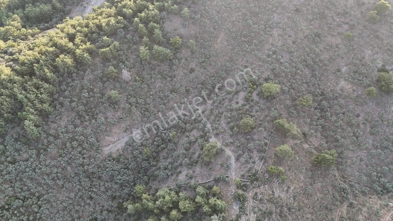 Doğadan Milas Derince Yolu Olan Bakımlı Zeytinlik - Görsel 2