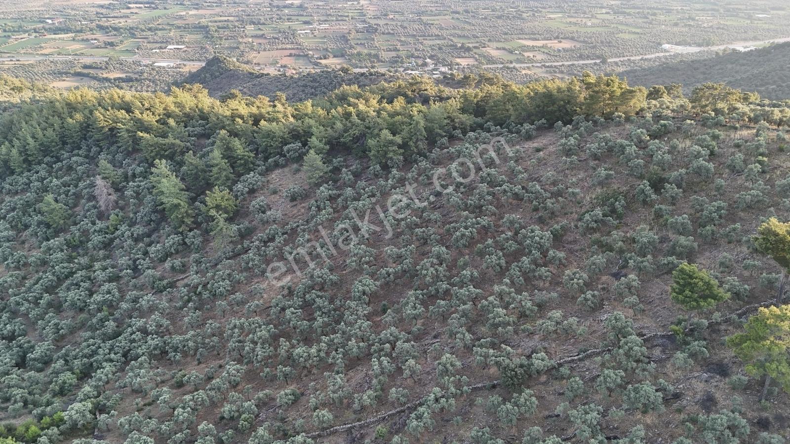 Doğadan Milas Derince Yolu Olan Bakımlı Zeytinlik