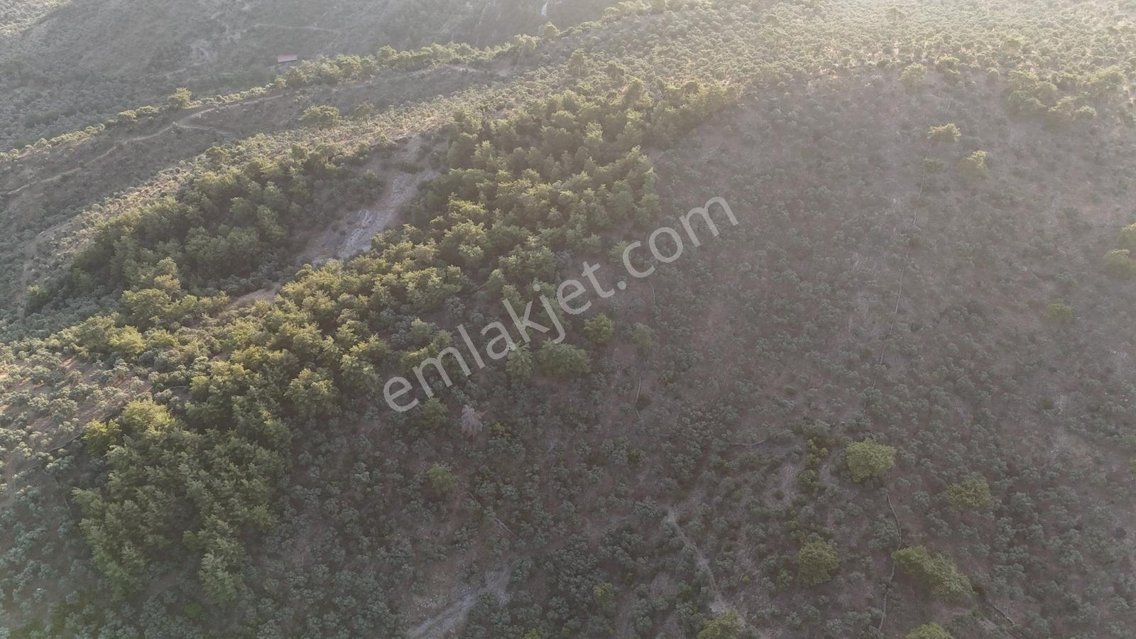 Doğadan Milas Derince Yolu Olan Bakımlı Zeytinlik - Görsel 9