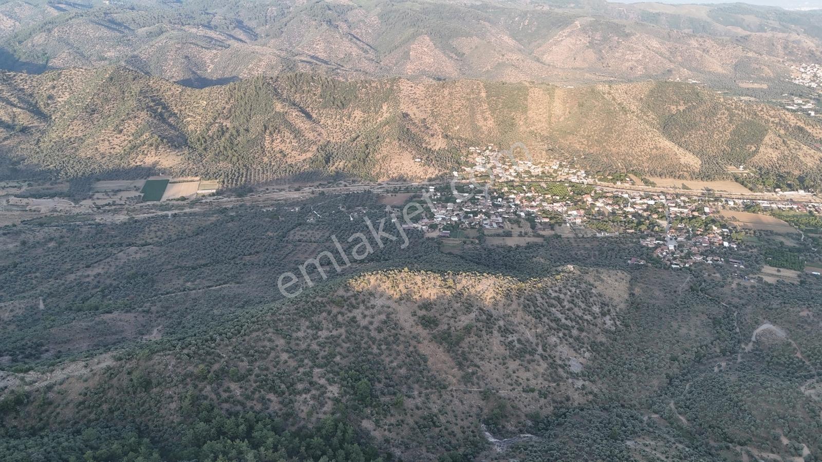 Doğadan Milas Derince Baraja Yakın Yolu Olan Zeytinlik - Görsel 13