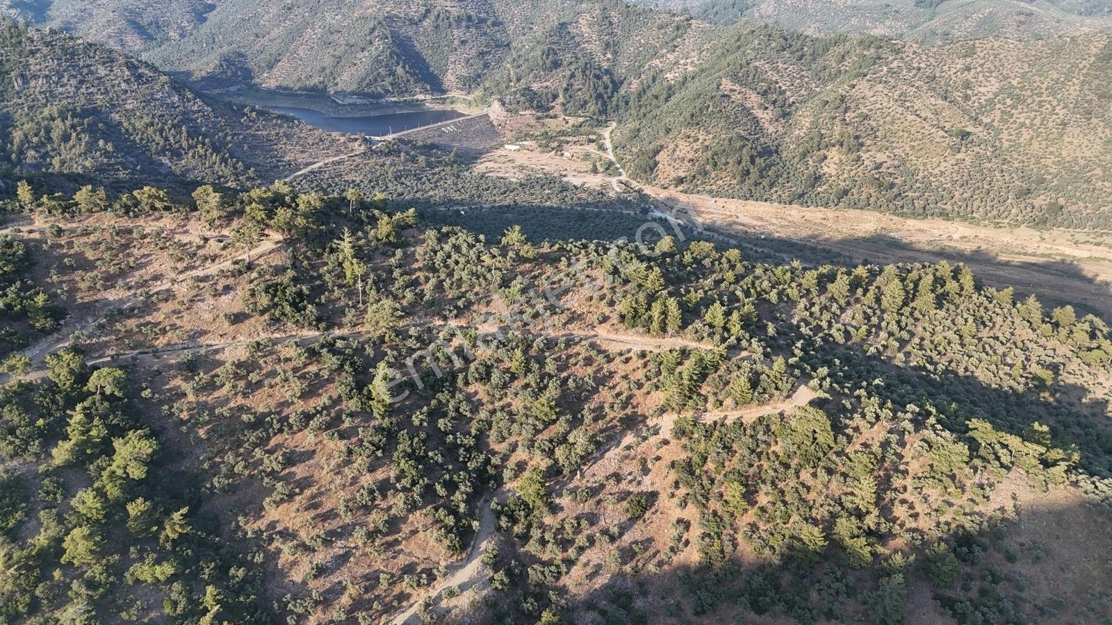 Doğadan Milas Derince Baraja Yakın Yolu Olan Zeytinlik - Görsel 6
