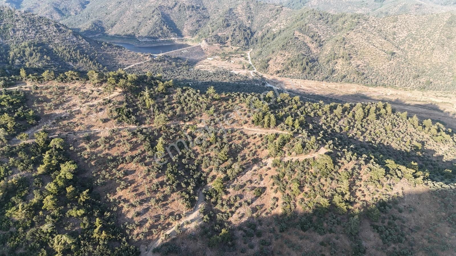 Doğadan Milas Derince Baraja Yakın Yolu Olan Zeytinlik - Görsel 7