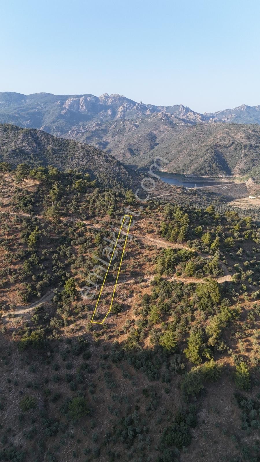 Doğadan Milas Derince Baraja Yakın Yolu Olan Zeytinlik - Görsel 2