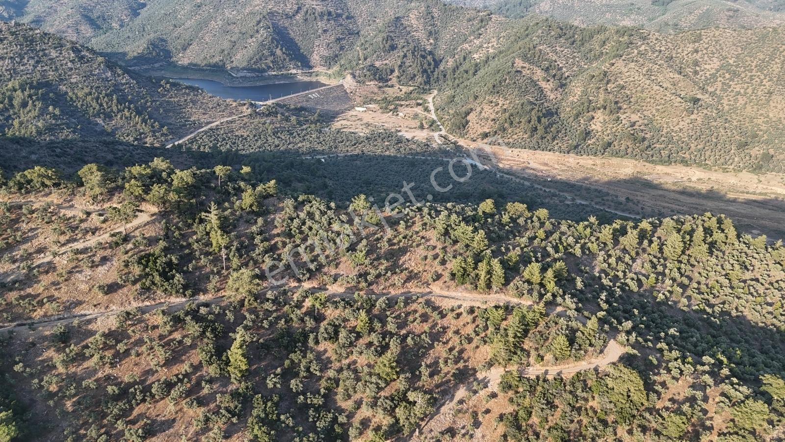Doğadan Milas Derince Baraja Yakın Yolu Olan Zeytinlik - Görsel 5
