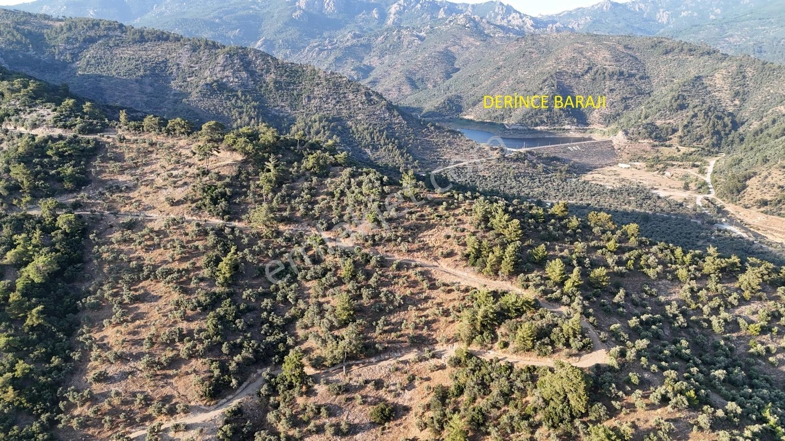 Doğadan Milas Derince Baraja Yakın Yolu Olan Zeytinlik - Görsel 8
