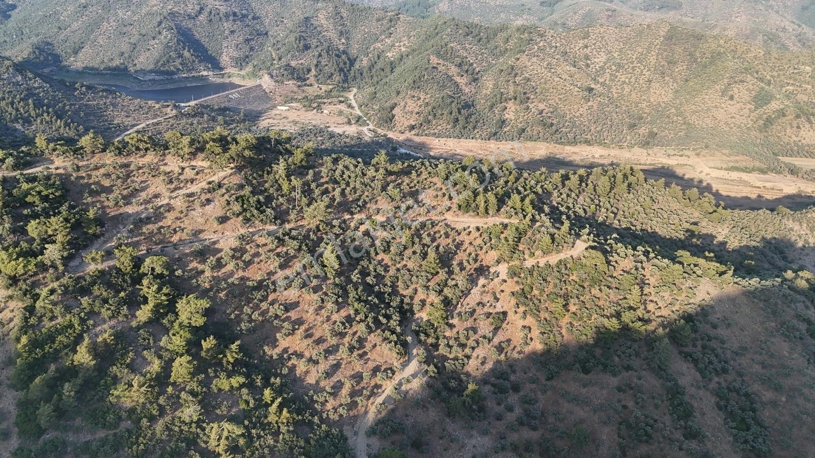 Doğadan Milas Derince Baraja Yakın Yolu Olan Zeytinlik - Görsel 9