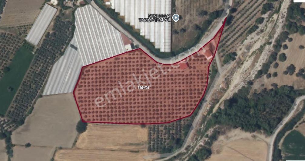 Seydikemer Güneşli'de 20.729 M² Gelir Getiren Butik Zeytinlik - Görsel 10