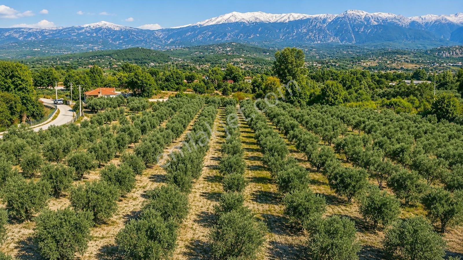 Seydikemer Güneşli'de 20.729 M² Gelir Getiren Butik Zeytinlik - Görsel 14