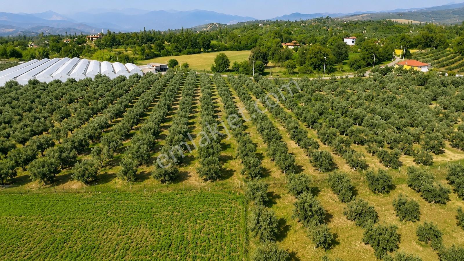 Seydikemer Güneşli'de 20.729 M² Gelir Getiren Butik Zeytinlik - Görsel 2