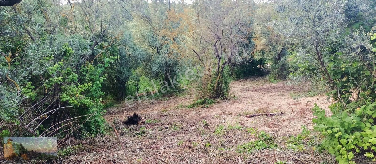 Alpaslan Emlaktan 1524m2 Yol Cephe İmara 900m Zeytinlik - Görsel 2