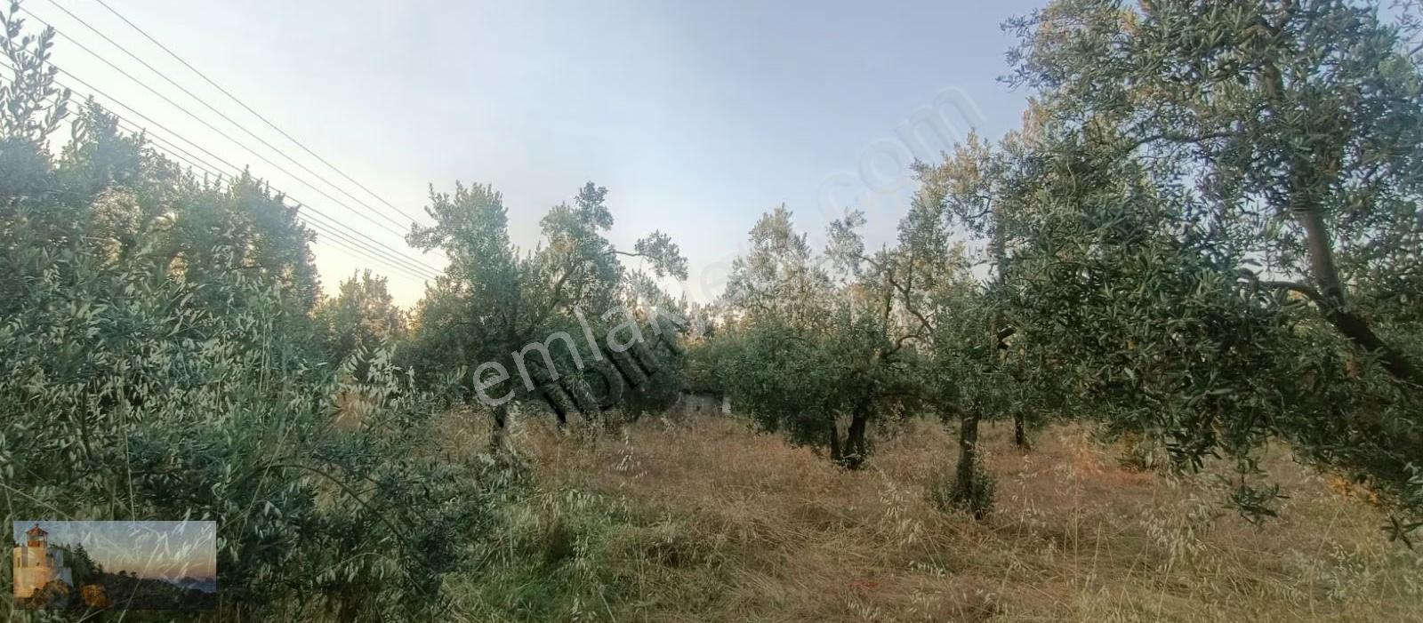 Alpaslan Emlaktan 7698m2 Asvalt Cephe Değerli Arazi - Görsel 14