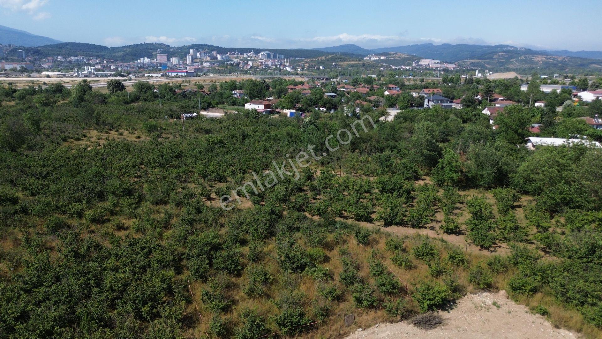 Düzce Merkez Çamköy Mh. Yatırıma Uygun Fırsat Arsa - Görsel 38