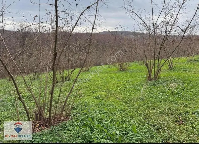 Kandıra Teksen'de 2.939 M2 Satılık Fındık Bahçesi