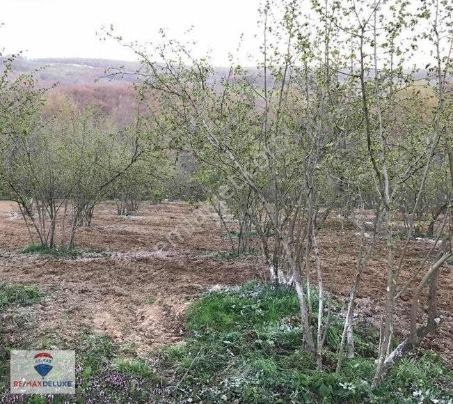 Kandıra Teksen'de 2.939 M2 Satılık Fındık Bahçesi - Görsel 5