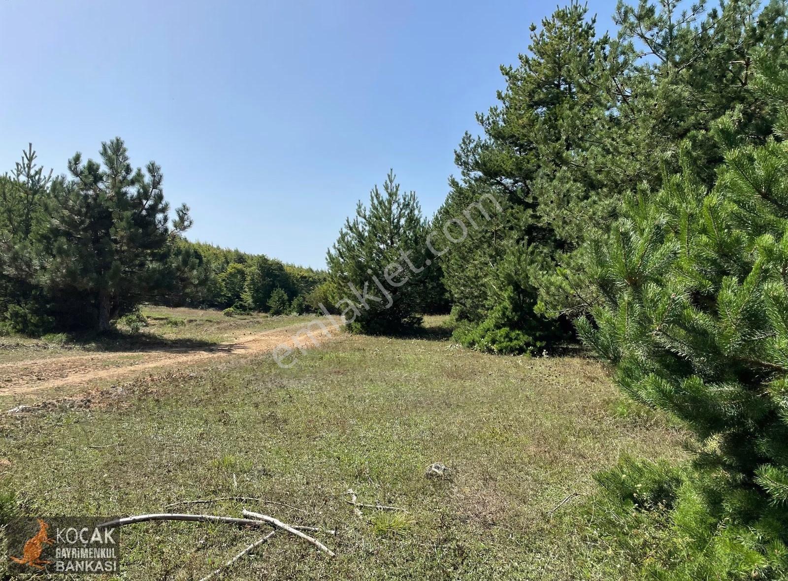 Doğayla İç İçe Olmak İstiyenlere Etrafı Orman 4.700m2 Arazi - Görsel 4