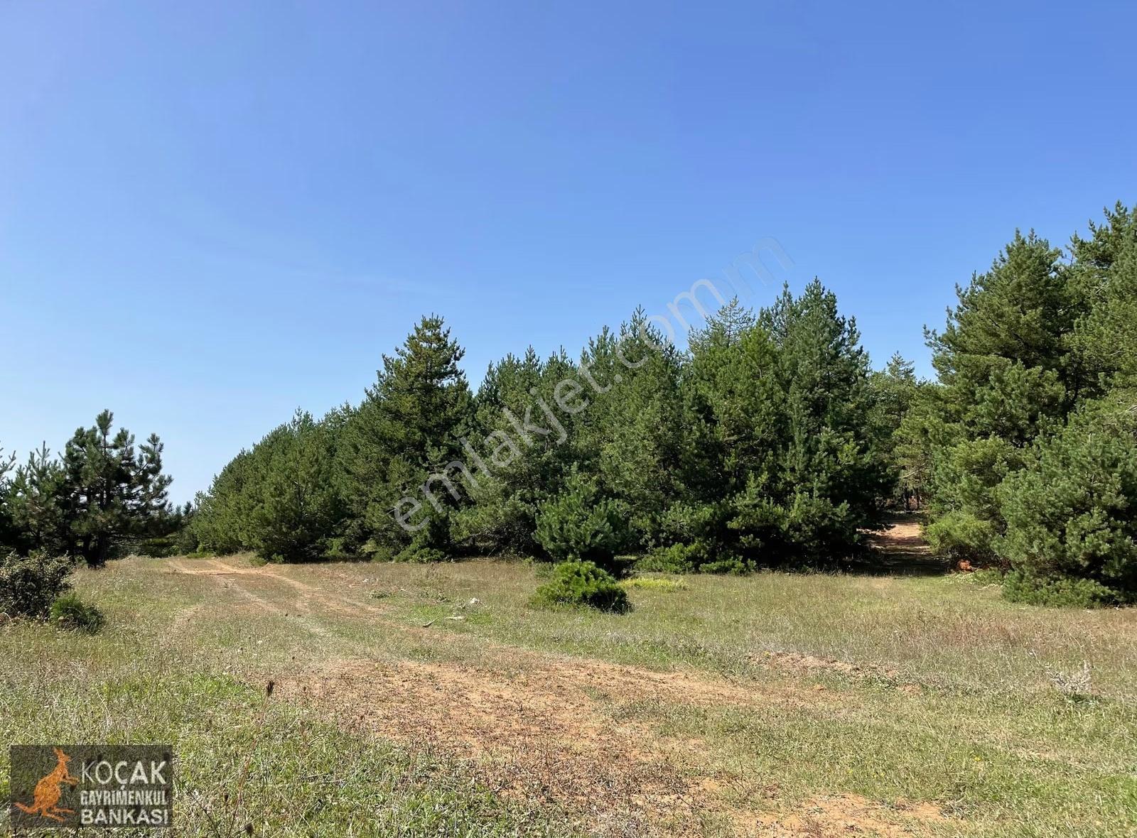 Doğayla İç İçe Olmak İstiyenlere Etrafı Orman 4.700m2 Arazi - Görsel 22