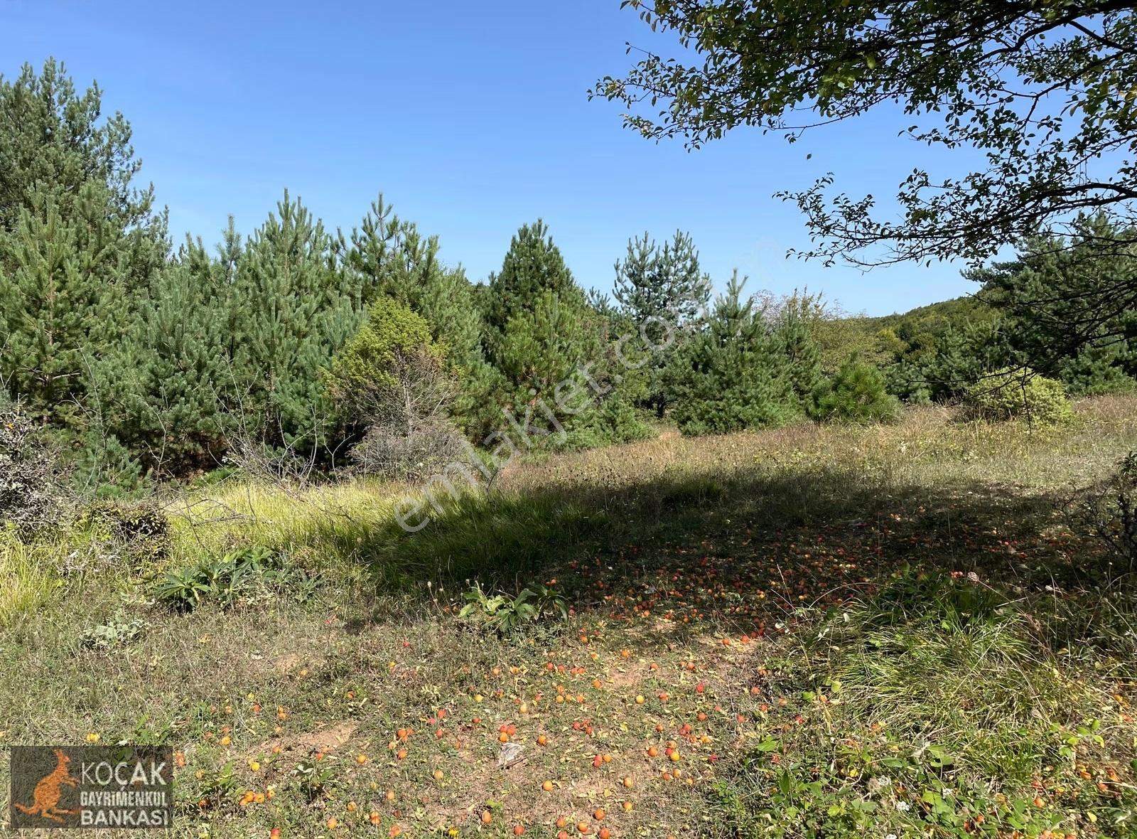 Doğayla İç İçe Olmak İstiyenlere Etrafı Orman 4.700m2 Arazi - Görsel 11