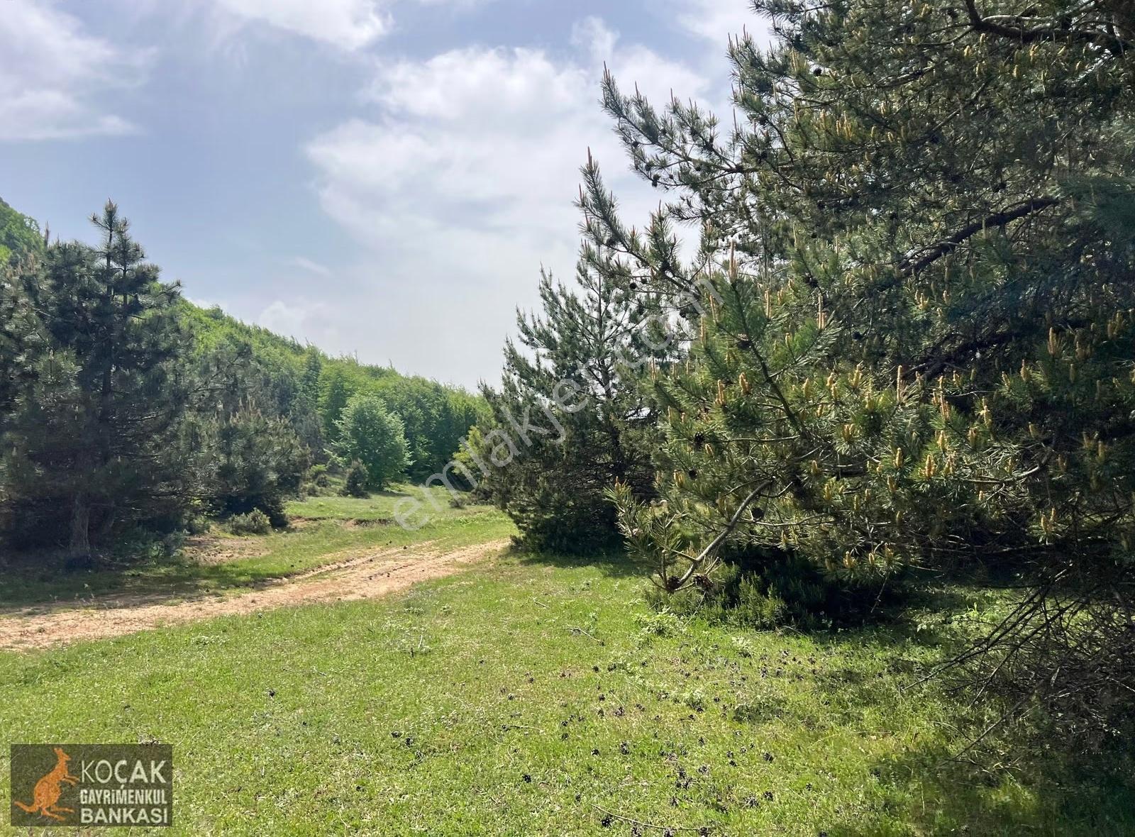 Doğayla İç İçe Olmak İstiyenlere Etrafı Orman 4.700m2 Arazi - Görsel 6