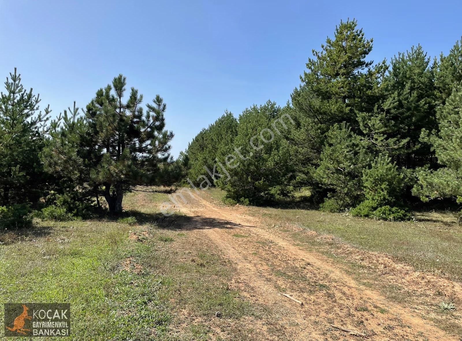 Doğayla İç İçe Olmak İstiyenlere Etrafı Orman 4.700m2 Arazi - Görsel 7