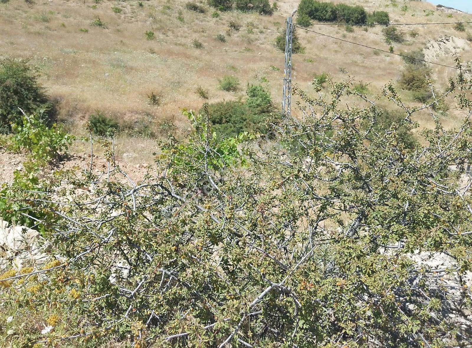 Fourx4 Gayrimenkulden Konak Merkeze 1.5 Km Mesafede Satılık Bağ - Görsel 13