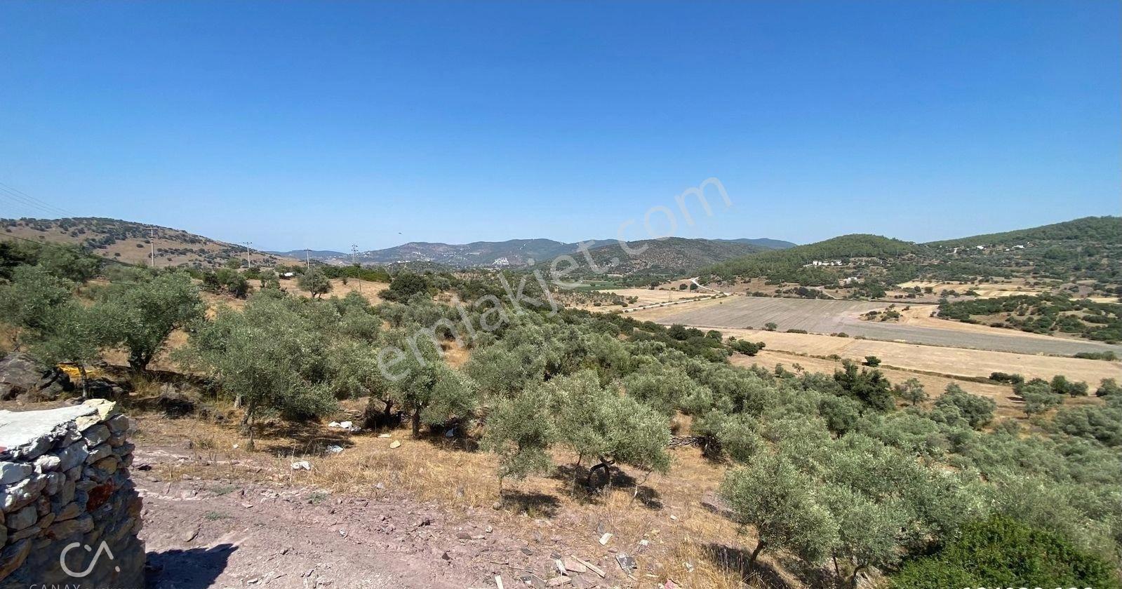 Milas Bodrum Yolunda Meşelik Mh İmarlı 20 İla 25 Villa Yapmaya Uygun Zeytinlik - Görsel 4