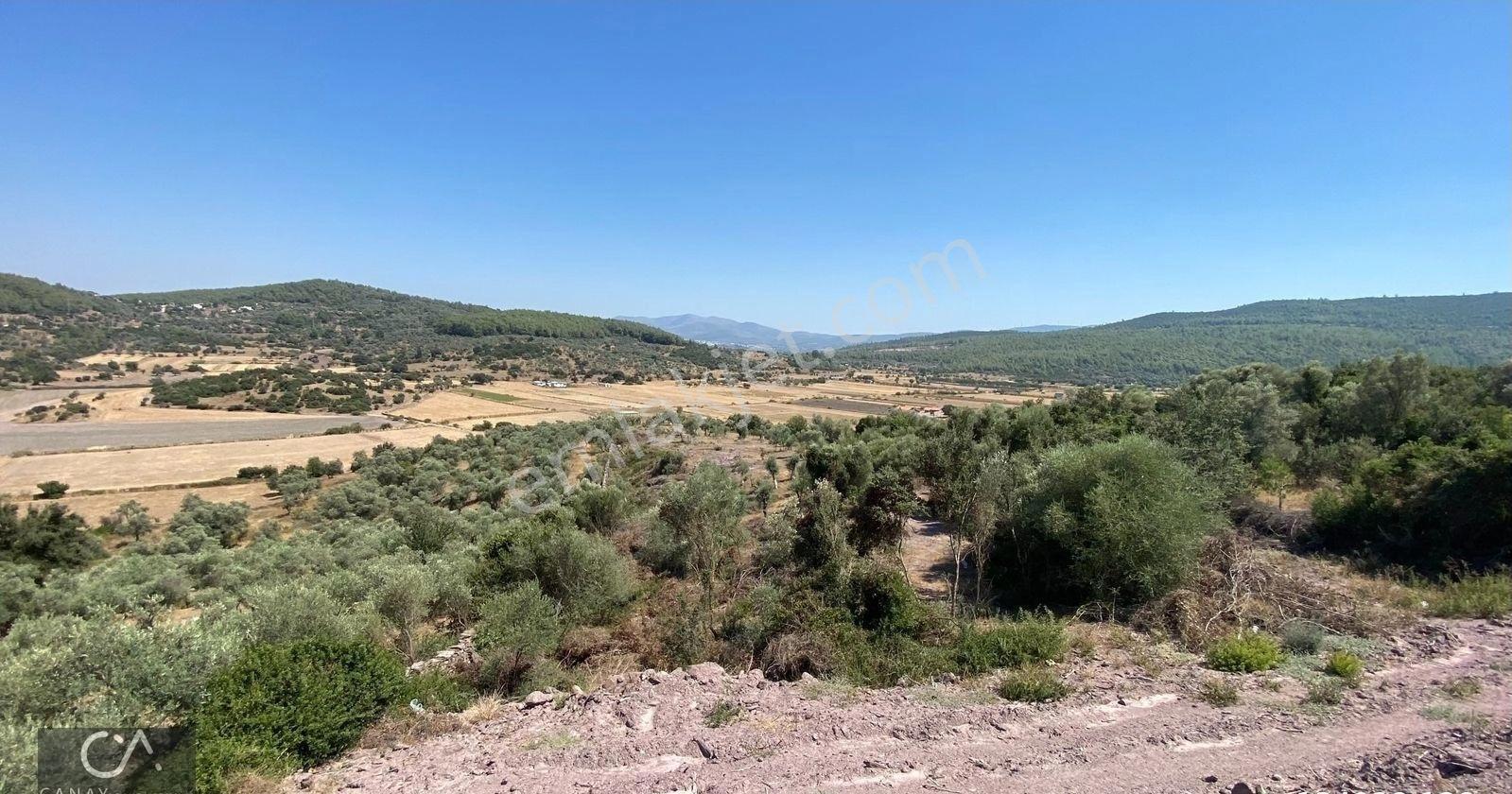 Milas Bodrum Yolunda Meşelik Mh İmarlı 20 İla 25 Villa Yapmaya Uygun Zeytinlik - Görsel 12