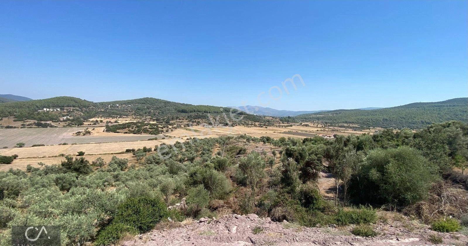 Milas Bodrum Yolunda Meşelik Mh İmarlı 20 İla 25 Villa Yapmaya Uygun Zeytinlik - Görsel 6