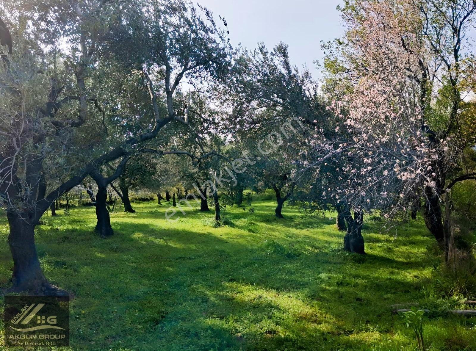 Edremitte Yatırımlık Muhteşem Tarla