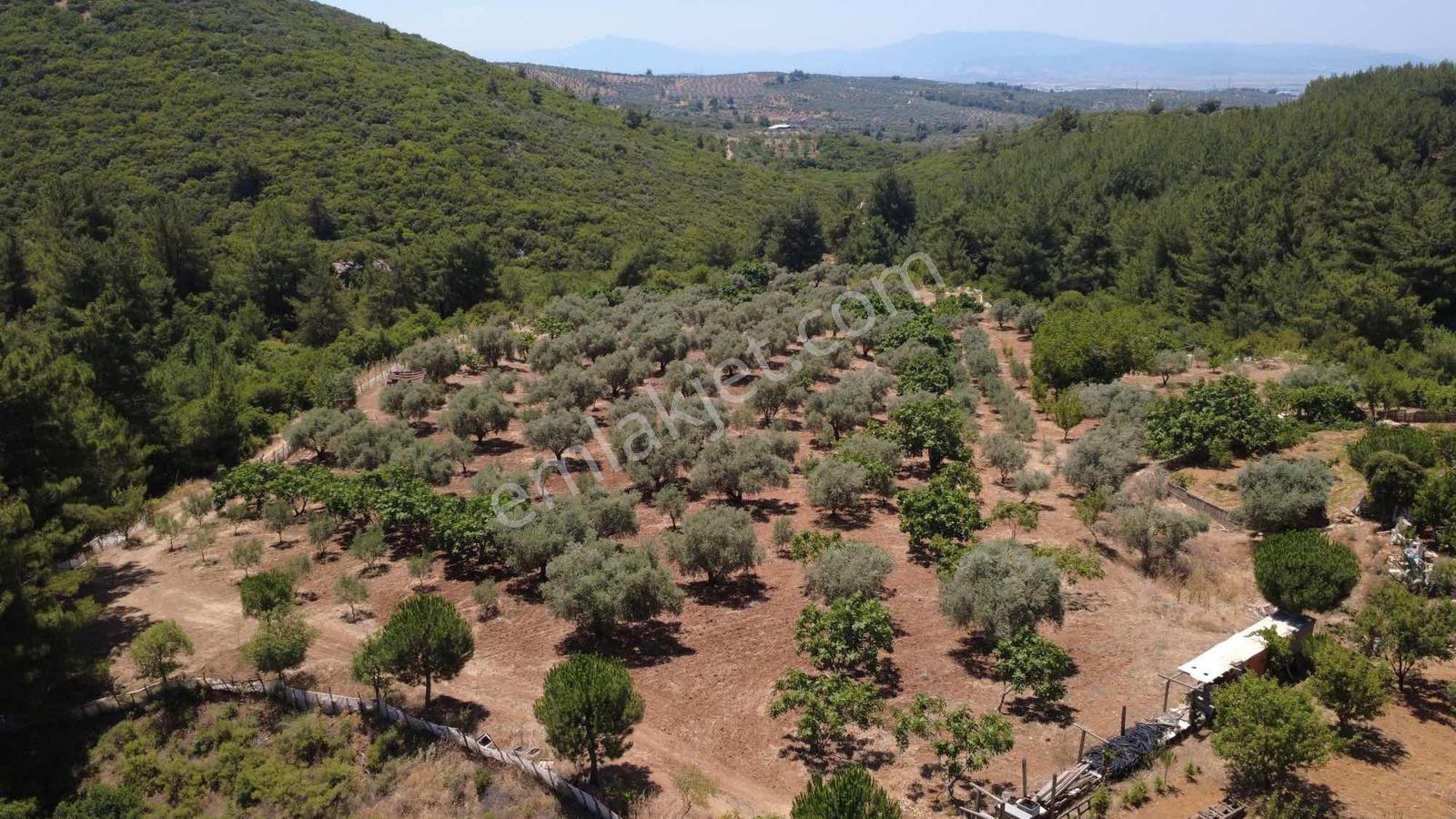 Doğayla İç İçe Satılık 13.500 M2 Tarla 2 Adet Kuyusu Var - Görsel 6