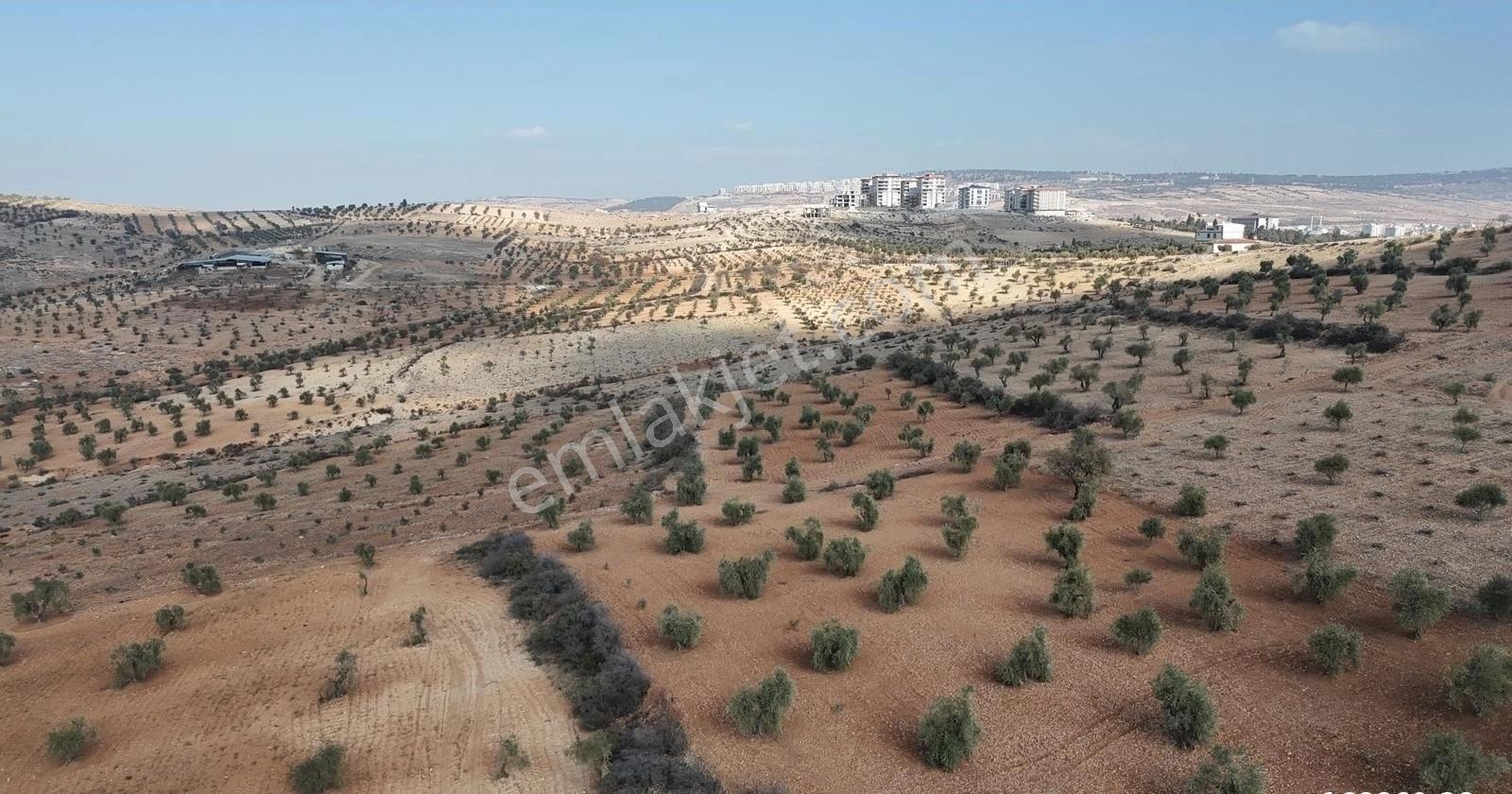 Uyaran 79'dan Şıh Mehmet'te 6.389 M² Tonluk Kilis Zeytini - Görsel 17