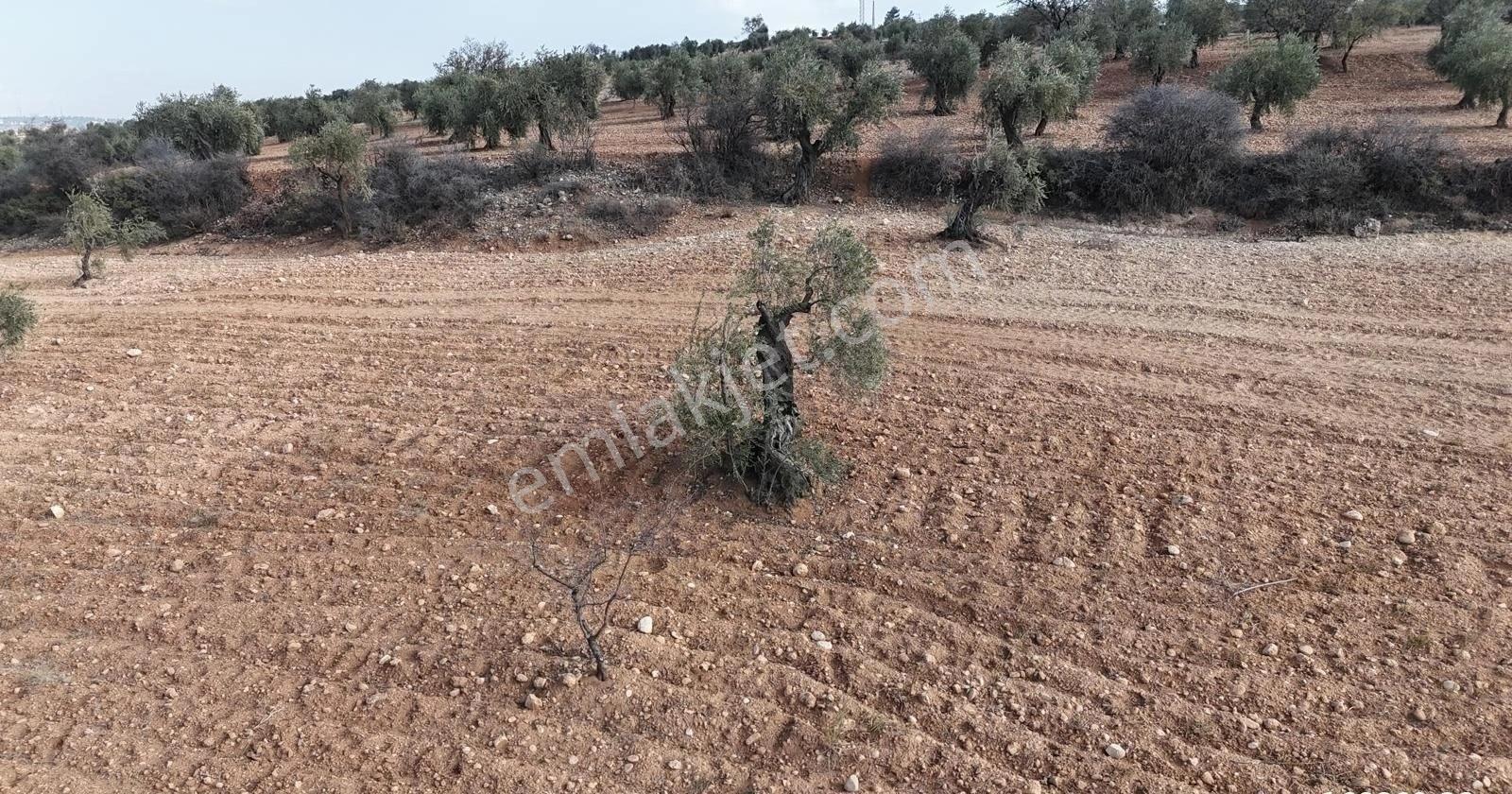 Uyaran 79'dan Şıh Mehmet'te 6.389 M² Tonluk Kilis Zeytini - Görsel 2