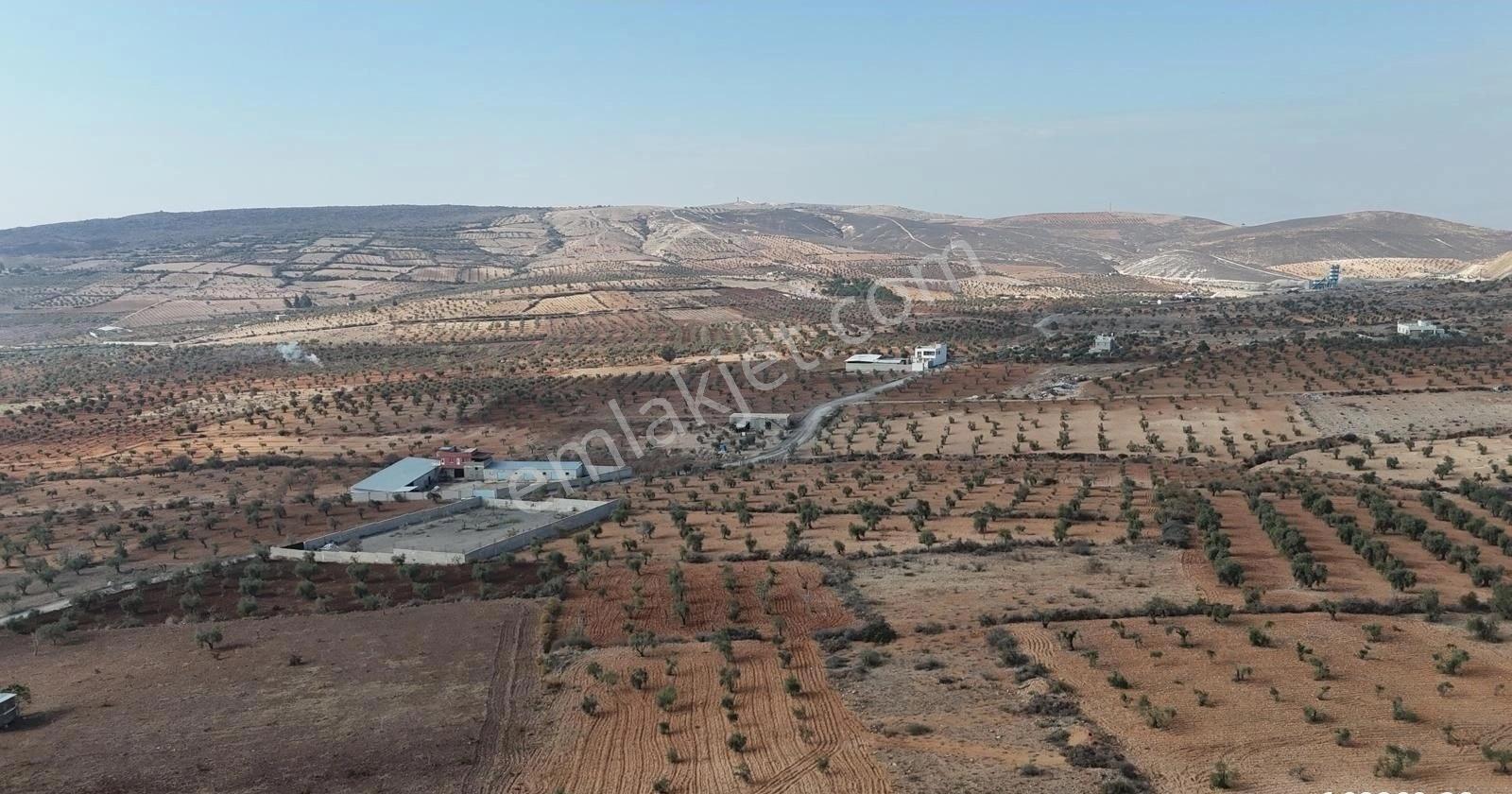 Uyaran 79'dan Şıh Mehmet'te 6.389 M² Tonluk Kilis Zeytini - Görsel 16
