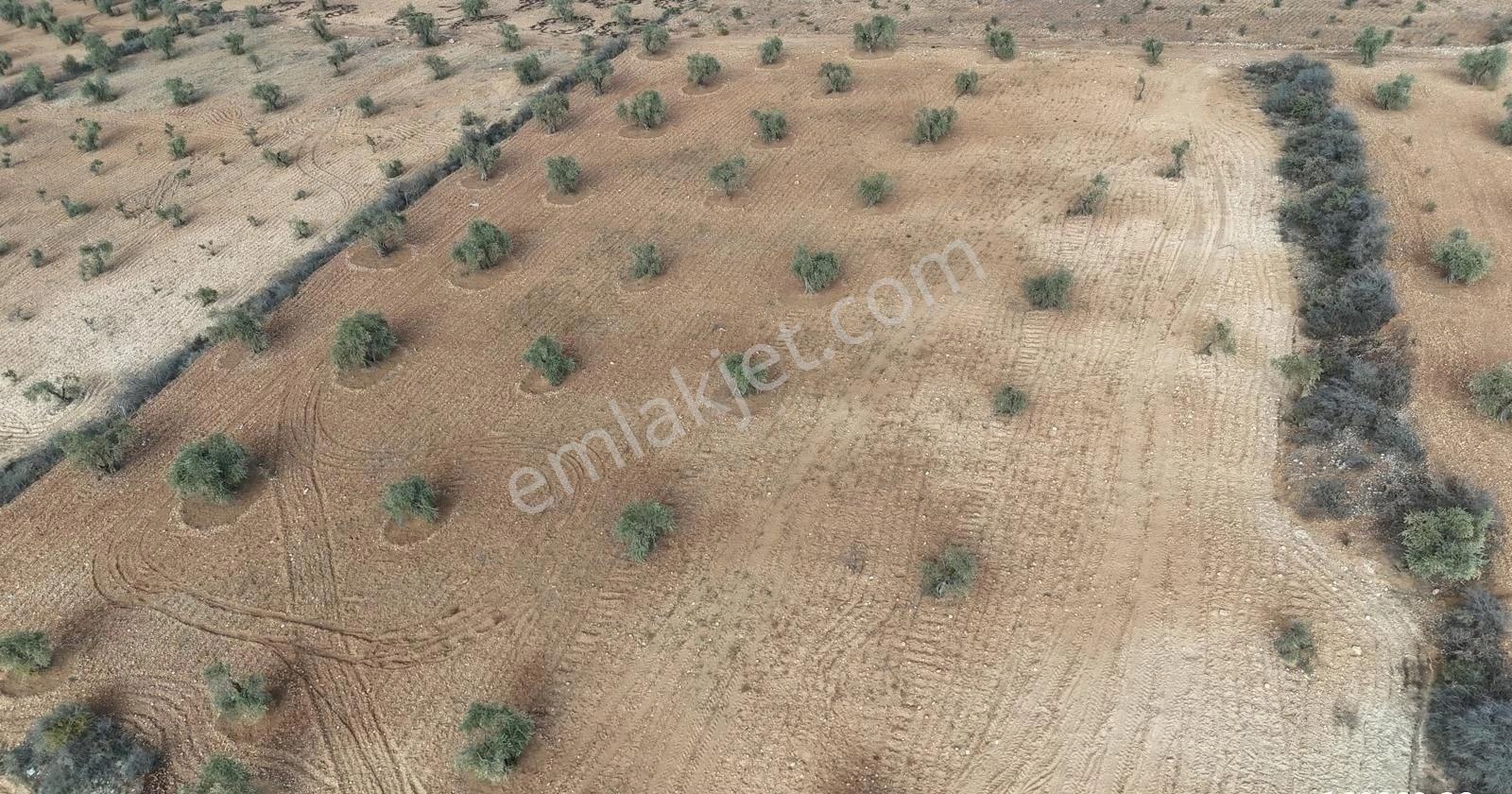 Uyaran 79'dan Şıh Mehmet'te 6.389 M² Tonluk Kilis Zeytini - Görsel 11
