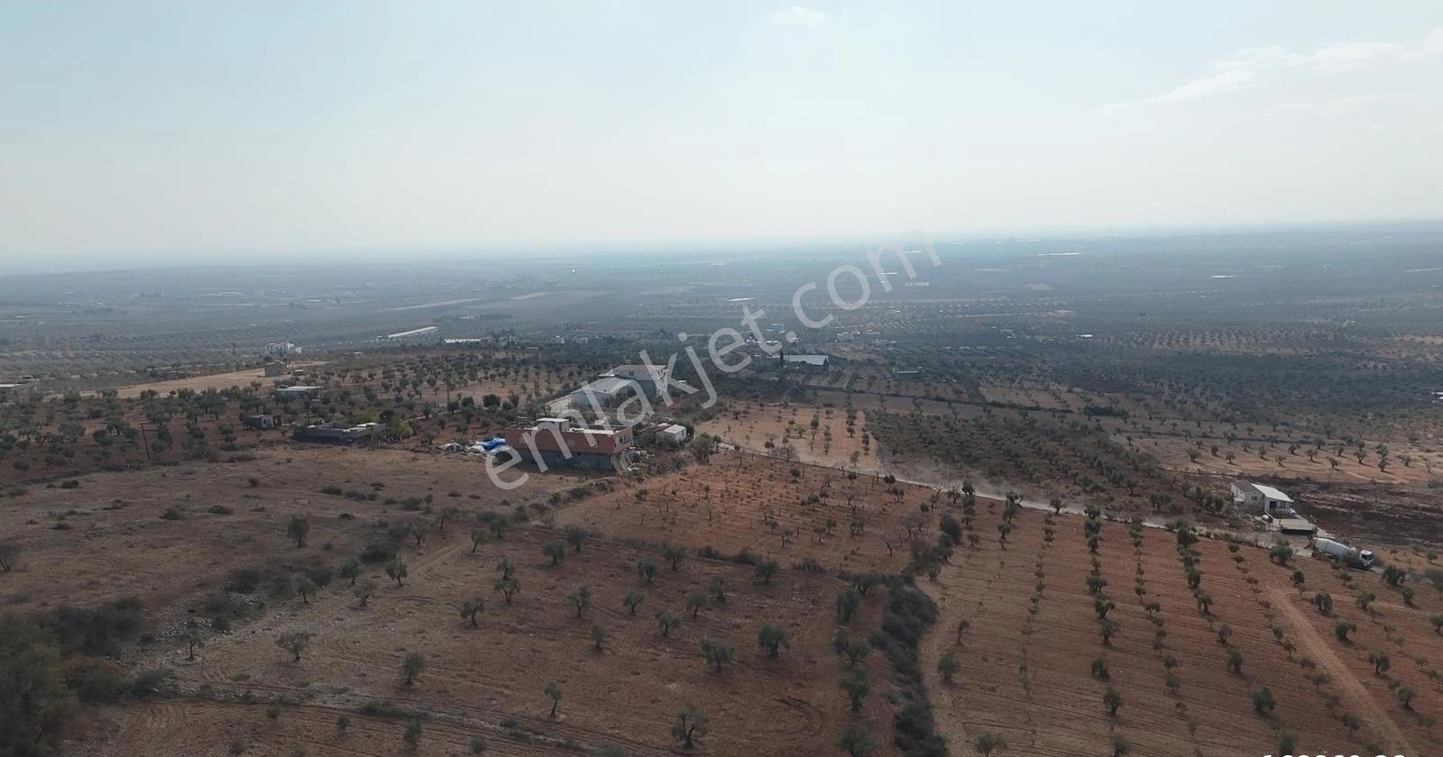 Uyaran 79'dan Şıh Mehmet'te 6.389 M² Tonluk Kilis Zeytini - Görsel 22