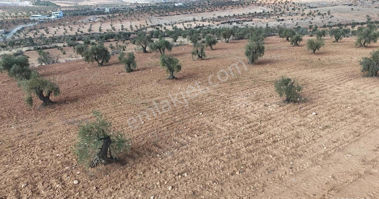 Uyaran 79'dan Şıh Mehmet'te 6.389 M² Tonluk Kilis Zeytini - Görsel 20