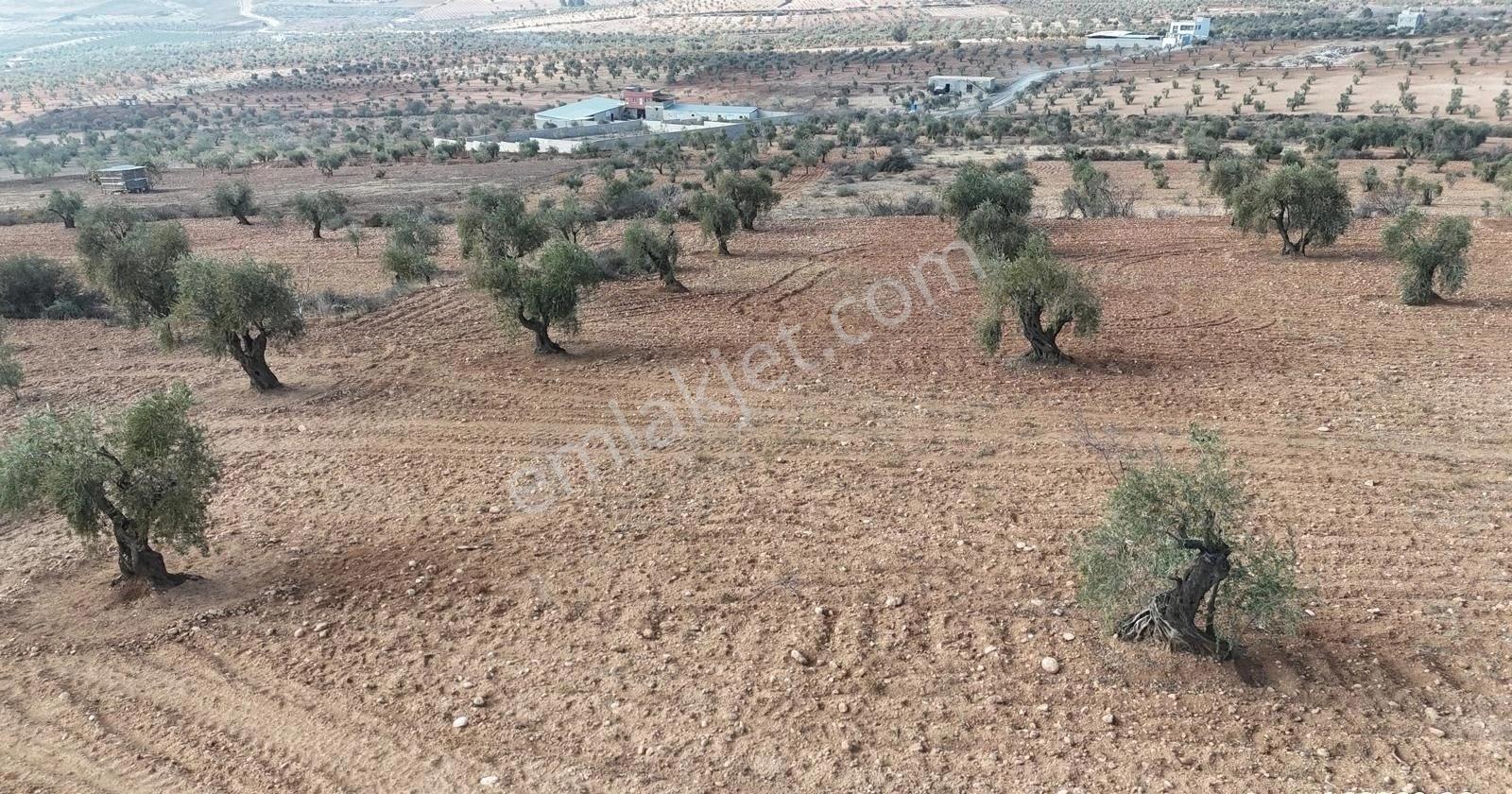 Uyaran 79'dan Şıh Mehmet'te 6.389 M² Tonluk Kilis Zeytini - Görsel 21