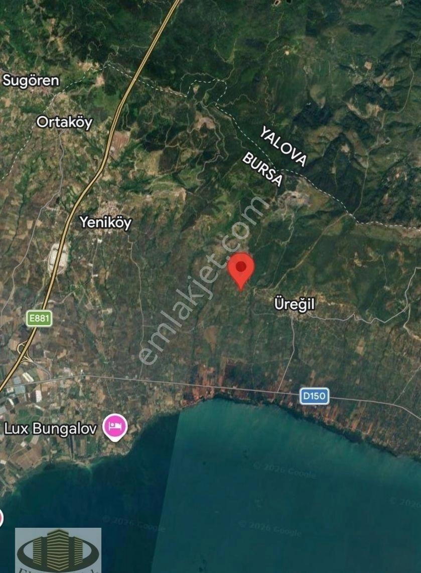 Orhangazide Yatırımlık Değerli 1428 M² Zeytinlik