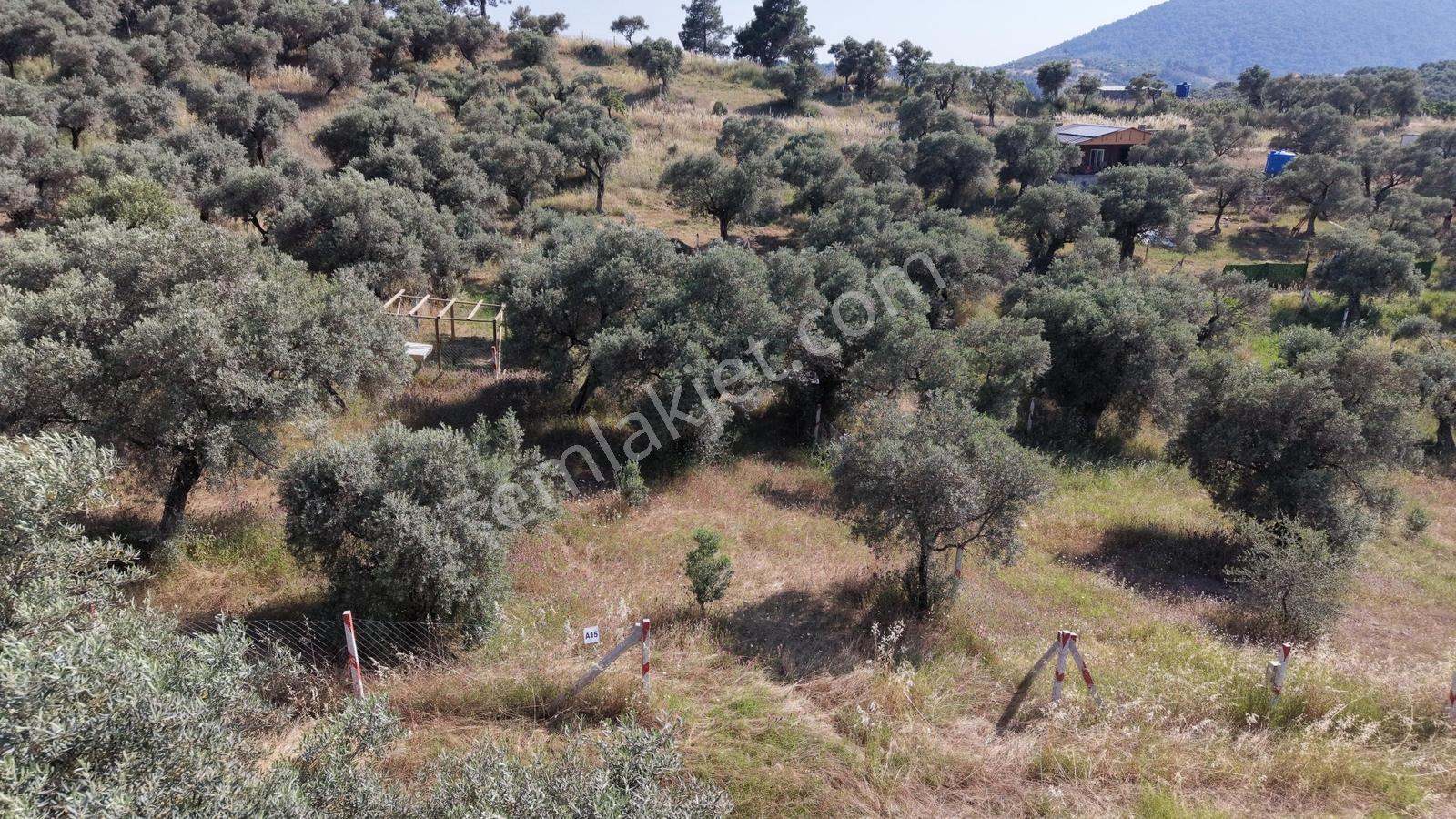 Kemalpaşa Vişneli Satılık 370 M² Tapulu Elektrik Ve Suyu Bahçe - Görsel 2