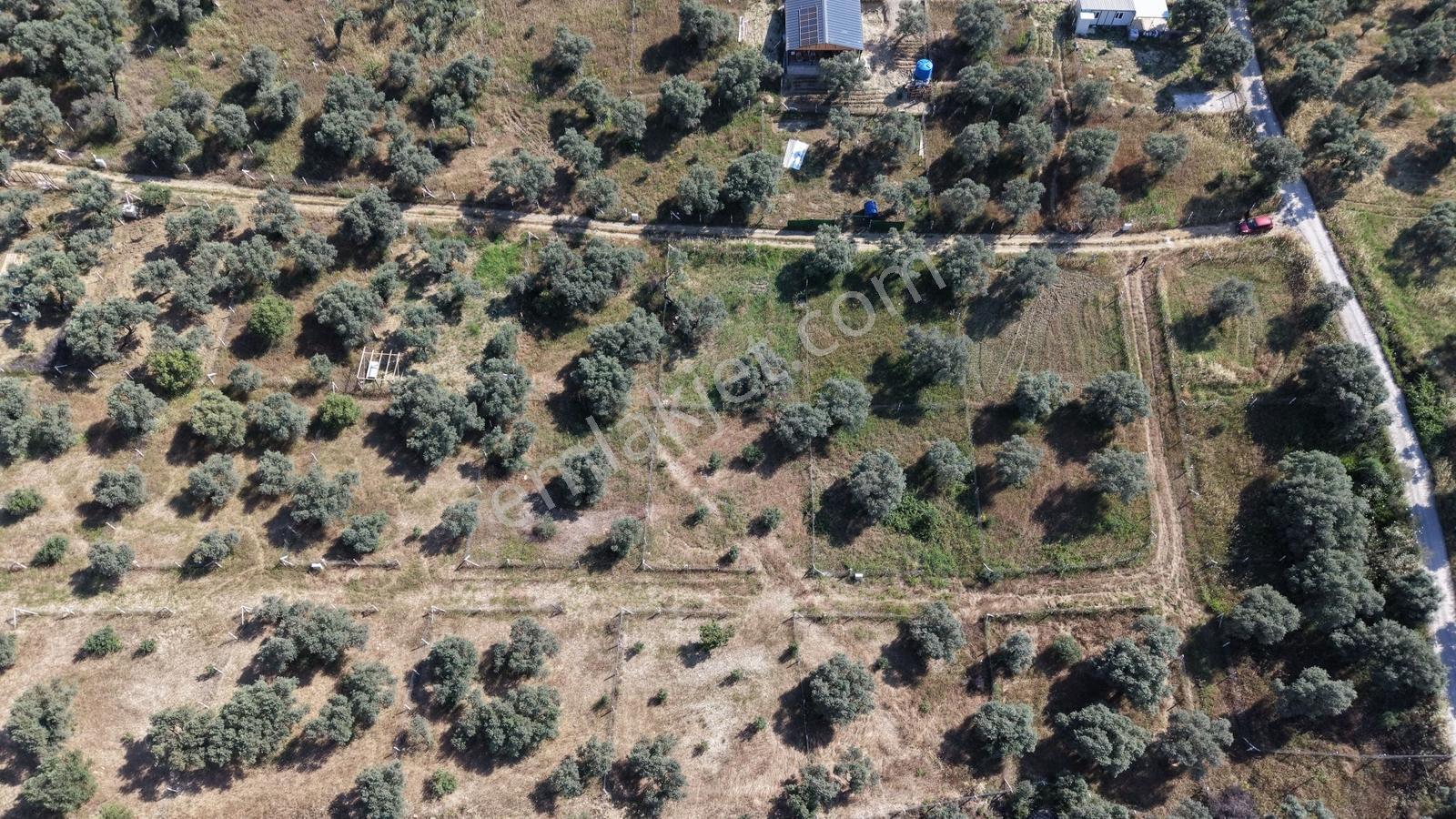 Kemalpaşa Vişneli Satılık 370 M² Tapulu Elektrik Ve Suyu Bahçe - Görsel 7
