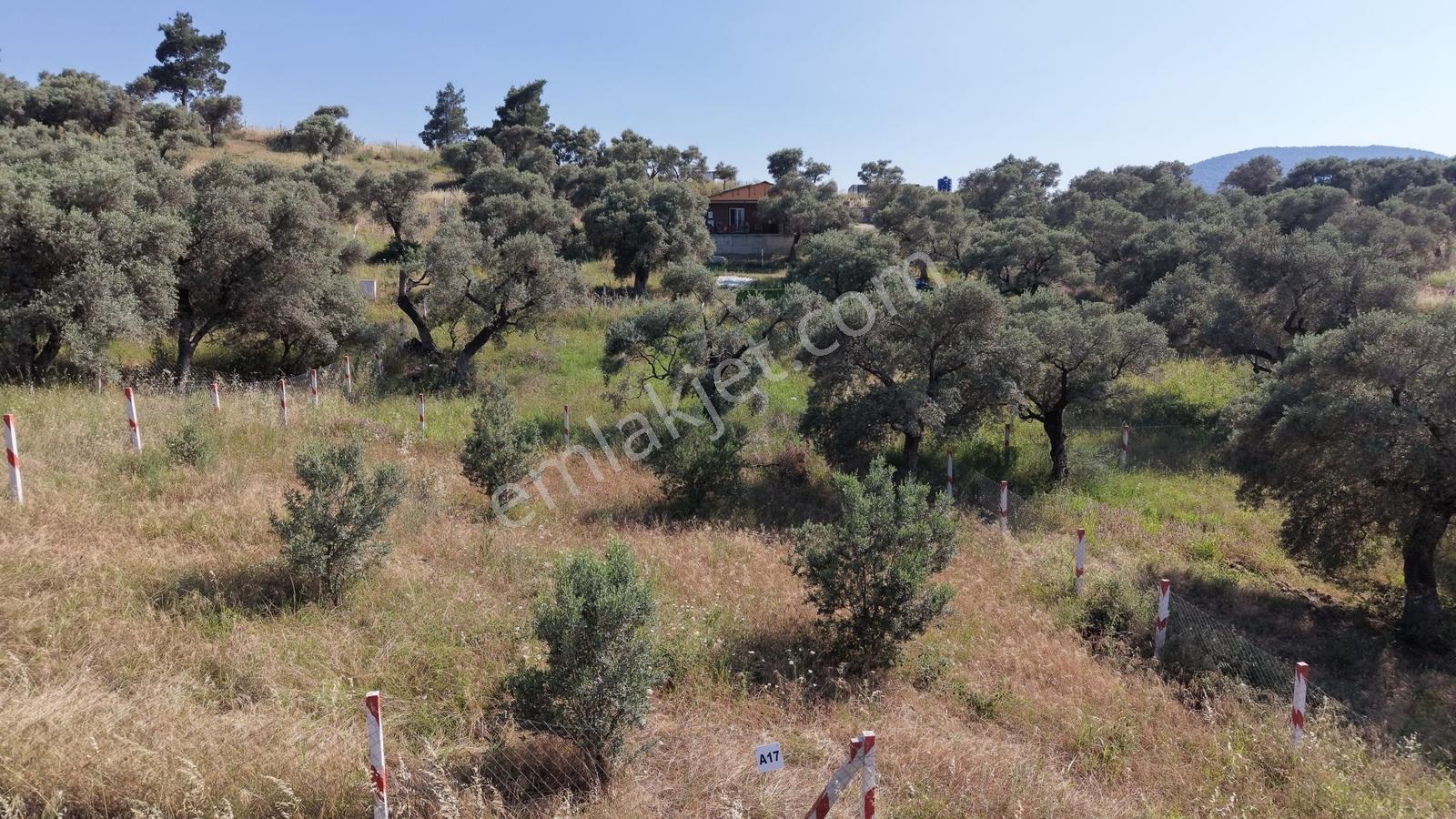 Kemalpaşa Vişneli Satılık 370 M² Tapulu Elektrik Ve Suyu Bahçe - Görsel 3