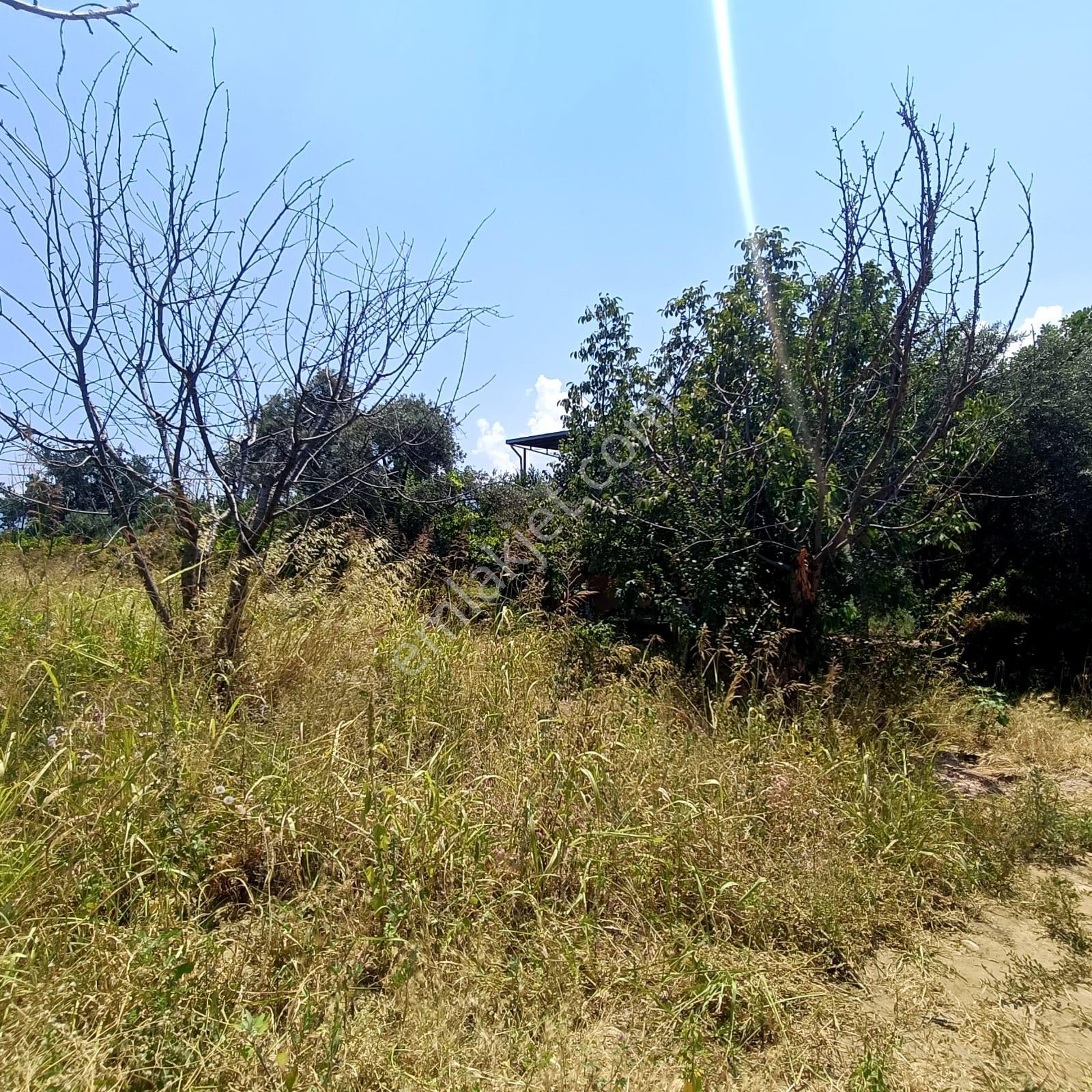 İzmir Kemalpaşa Armutlu'da 5.155 M² Müstakil Zeytinlik - Görsel 6