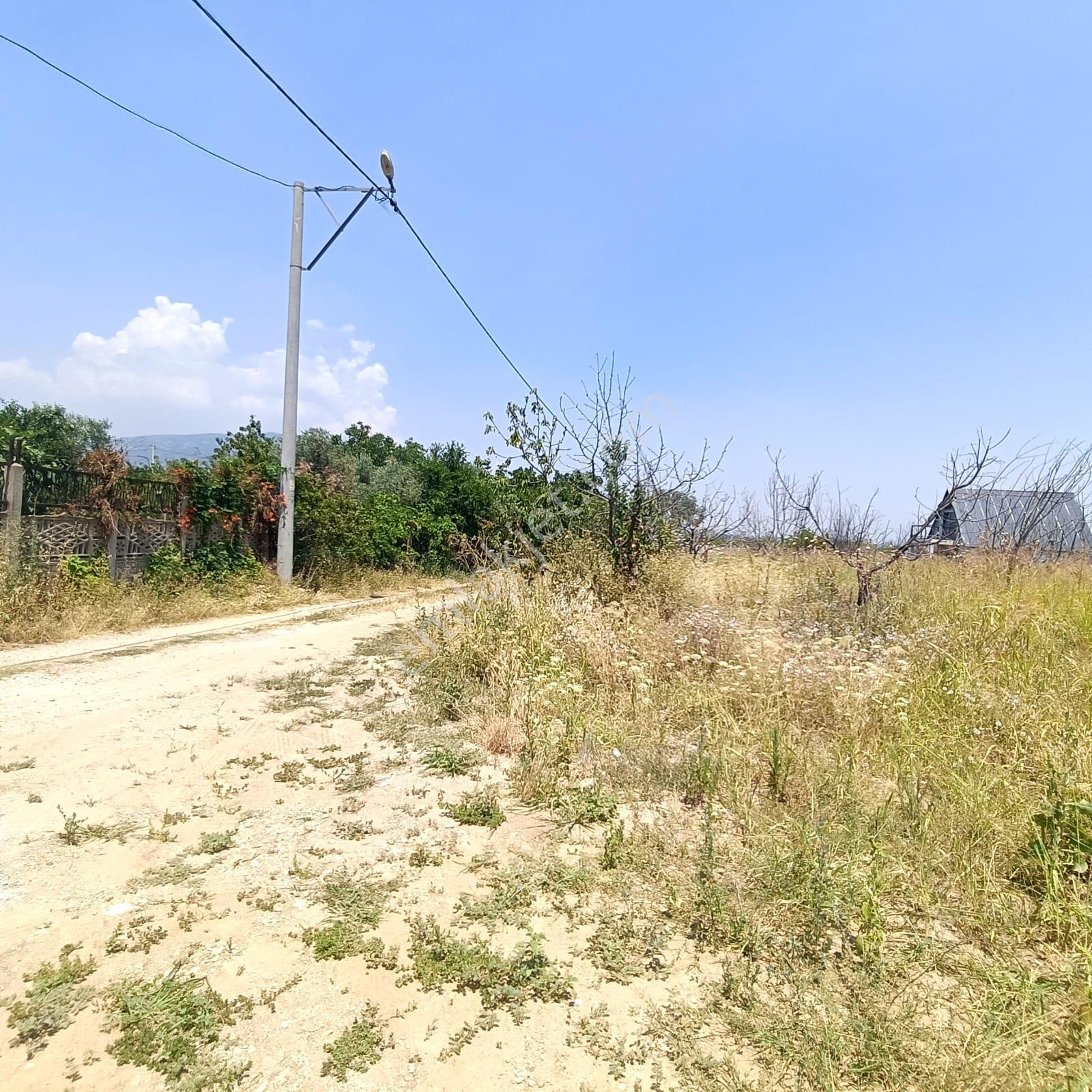 İzmir Kemalpaşa Armutlu'da 5.155 M² Müstakil Zeytinlik - Görsel 12