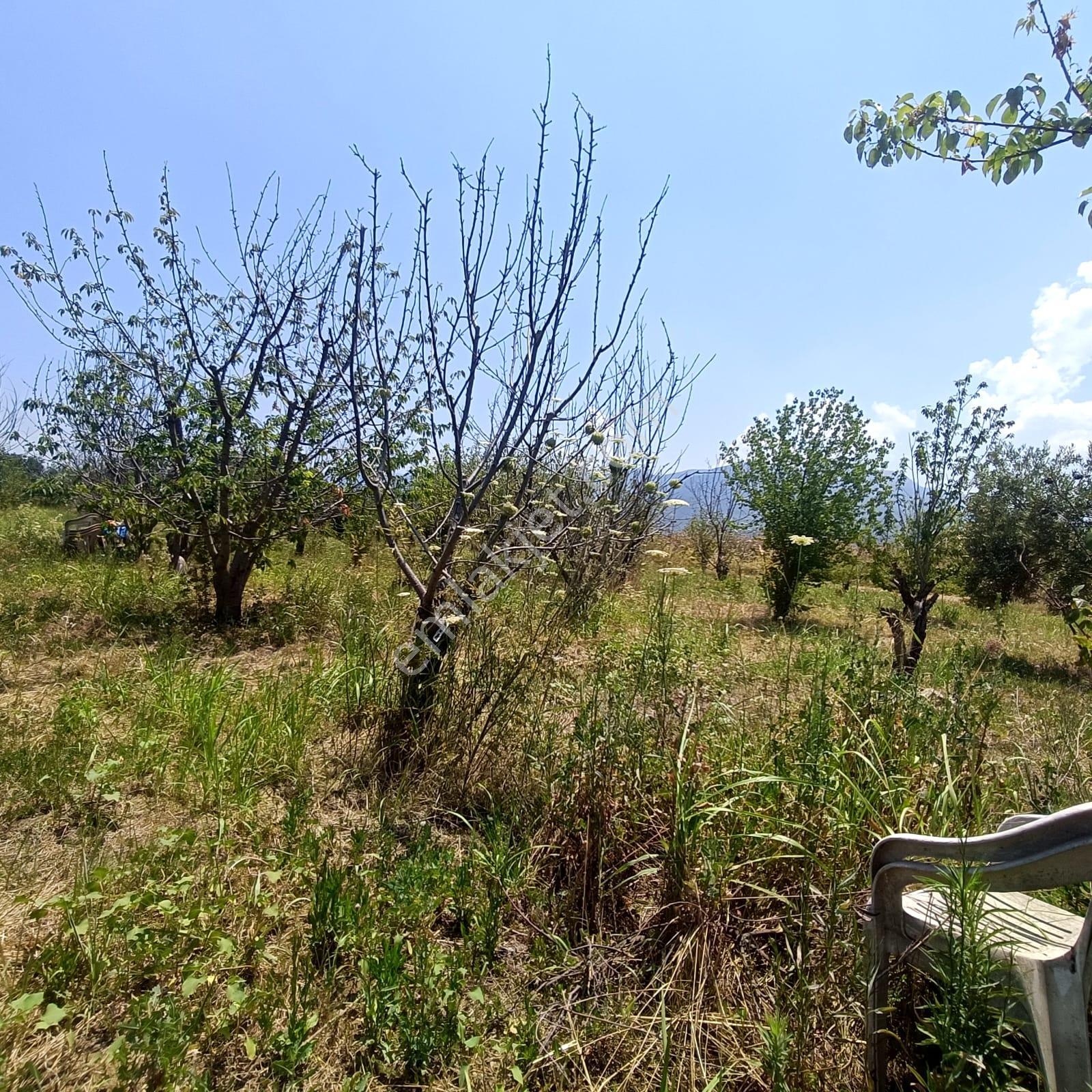 İzmir Kemalpaşa Armutlu'da 10.197,70 M² Tek Tapu Bağ & Zeytinlik - Görsel 16