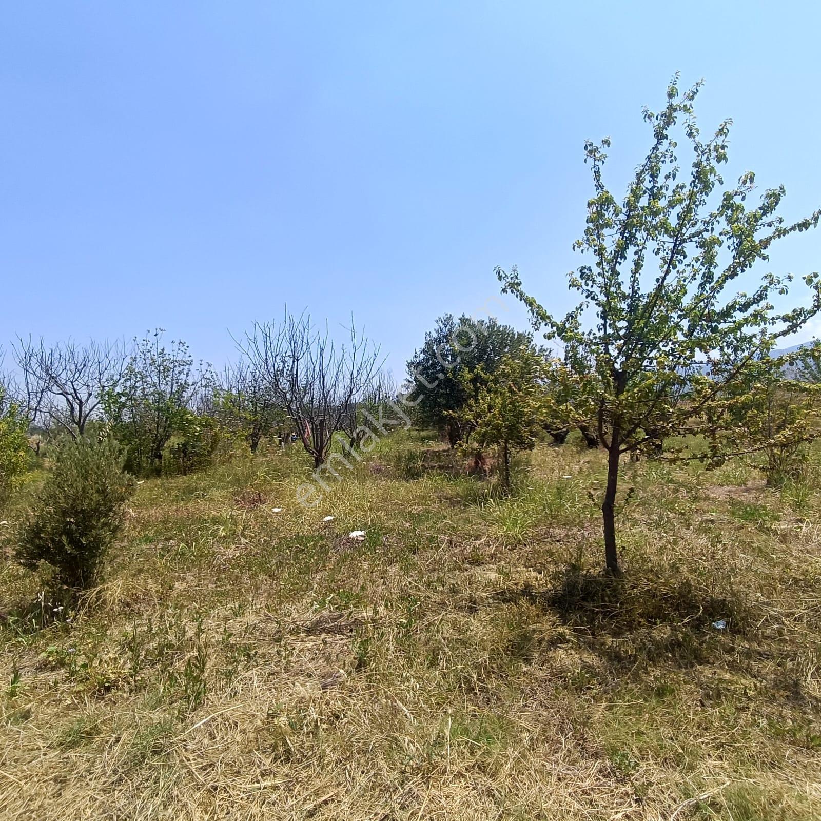 İzmir Kemalpaşa Armutlu'da 10.197,70 M² Tek Tapu Bağ & Zeytinlik - Görsel 19