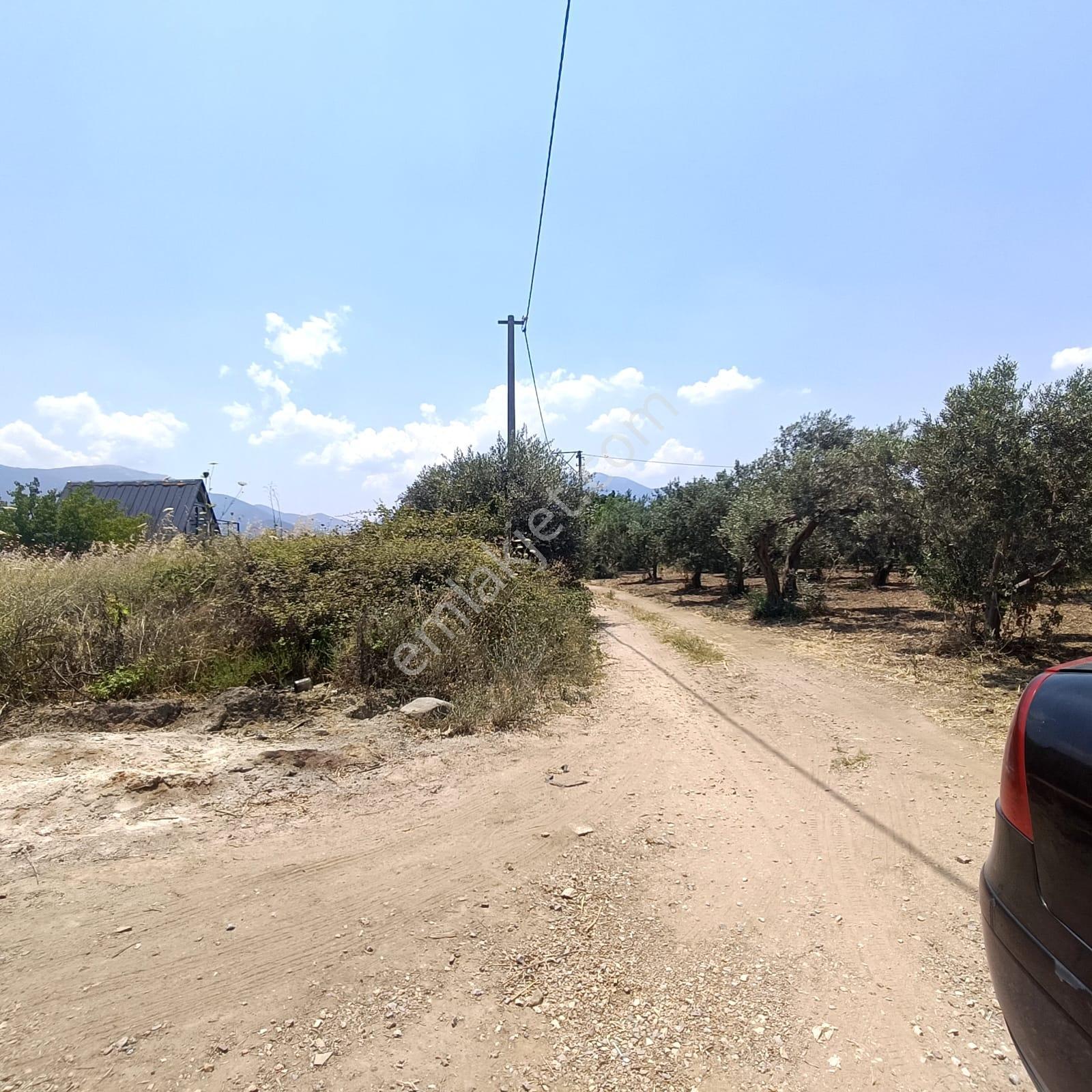 İzmir Kemalpaşa Armutlu'da 10.197,70 M² Tek Tapu Bağ & Zeytinlik - Görsel 9